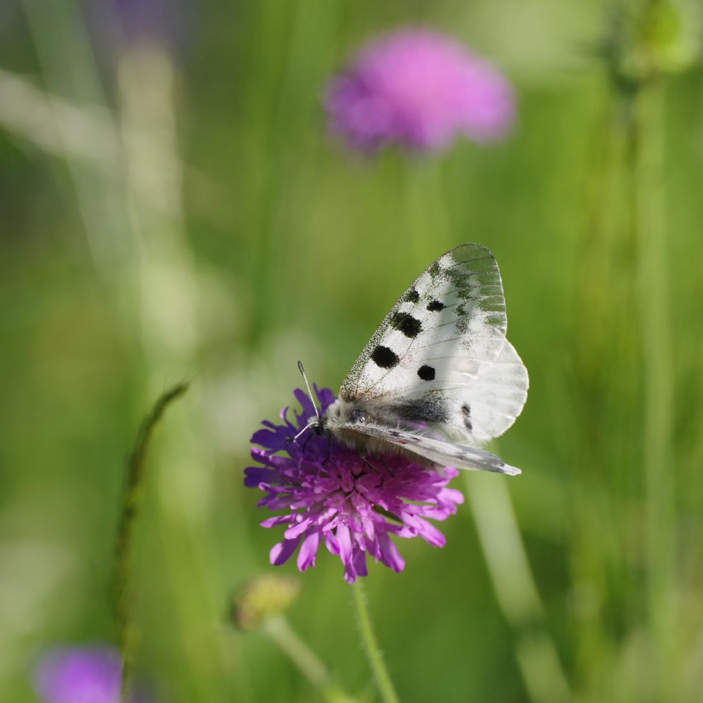 Parnassius apollo